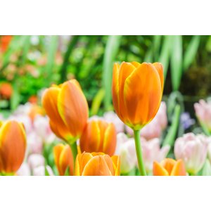 Tulipán (Tulipa gesneriana) - Oranžový 1 cibuľka v kvetináči, kont. C1L